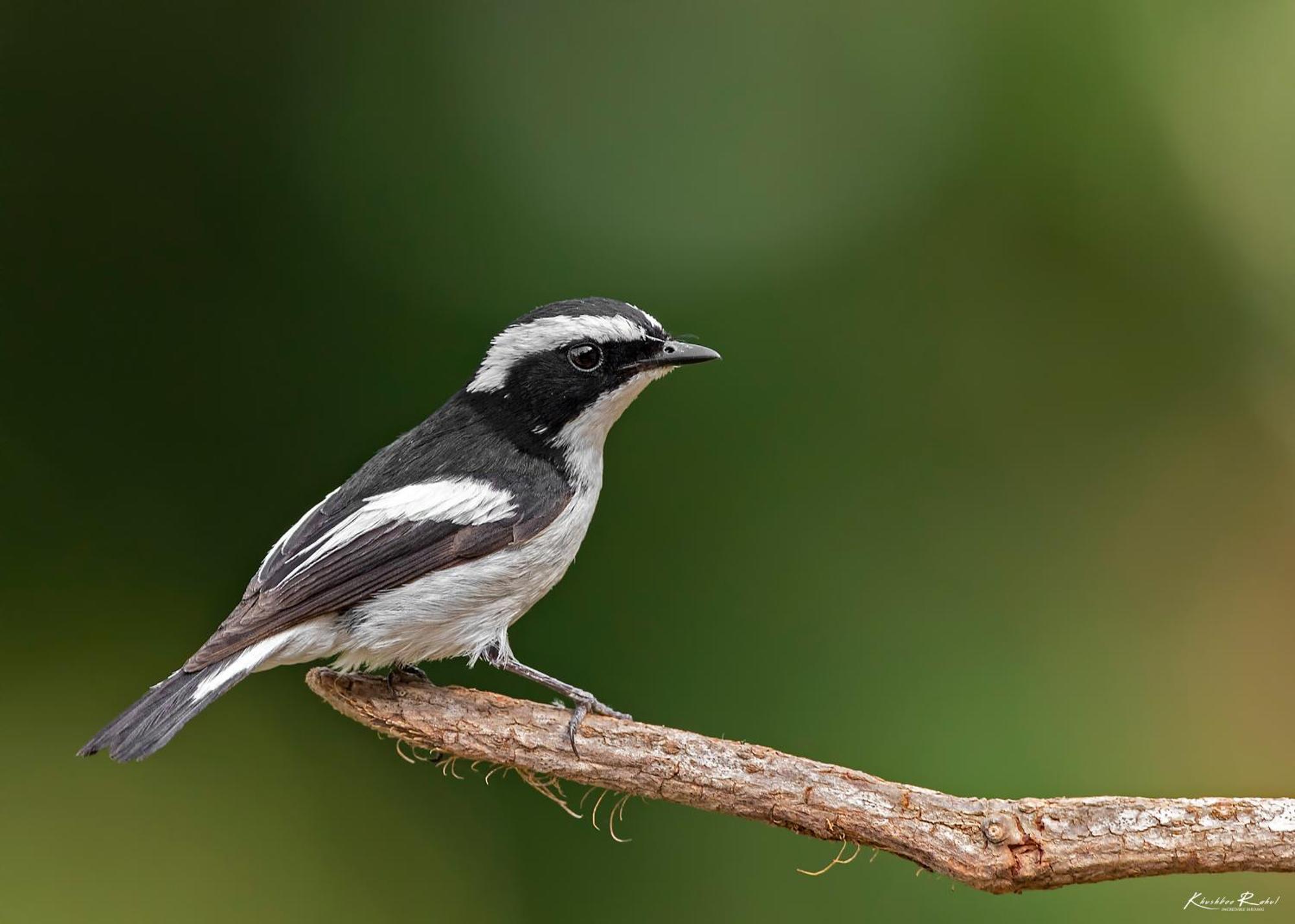 דירות Bhīm Tāl Incredible Birding Camp מראה חיצוני תמונה