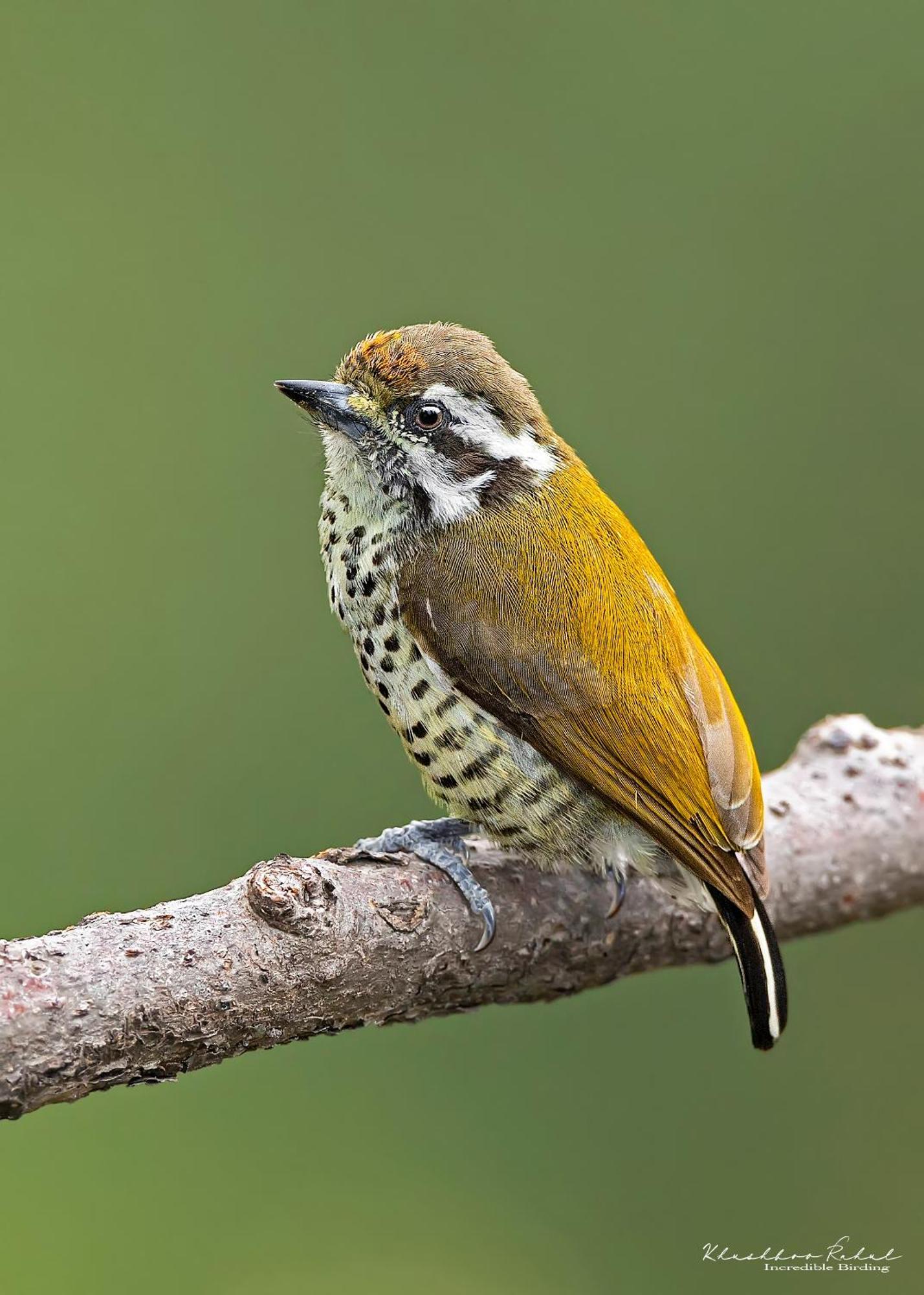 דירות Bhīm Tāl Incredible Birding Camp מראה חיצוני תמונה