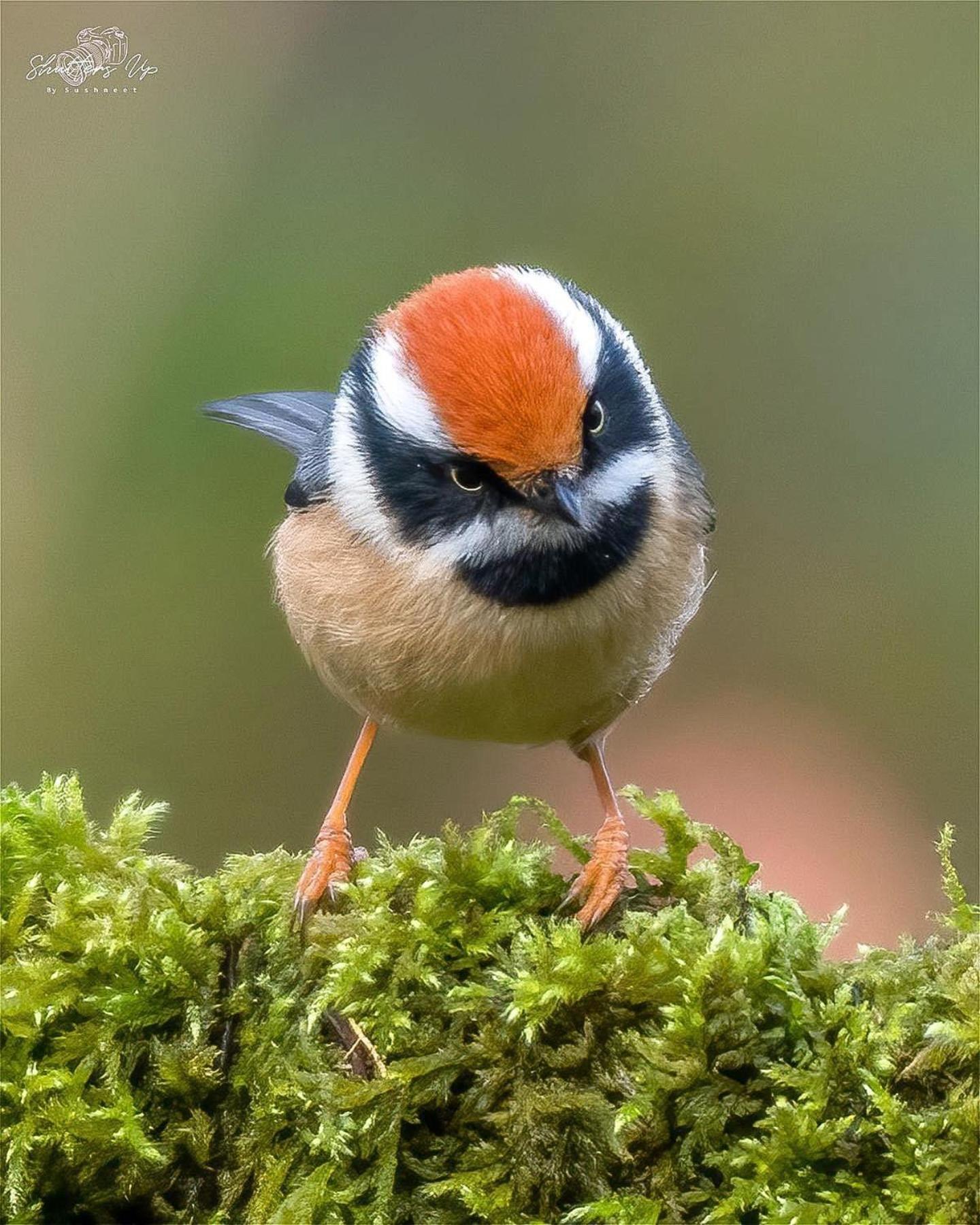 דירות Bhīm Tāl Incredible Birding Camp מראה חיצוני תמונה