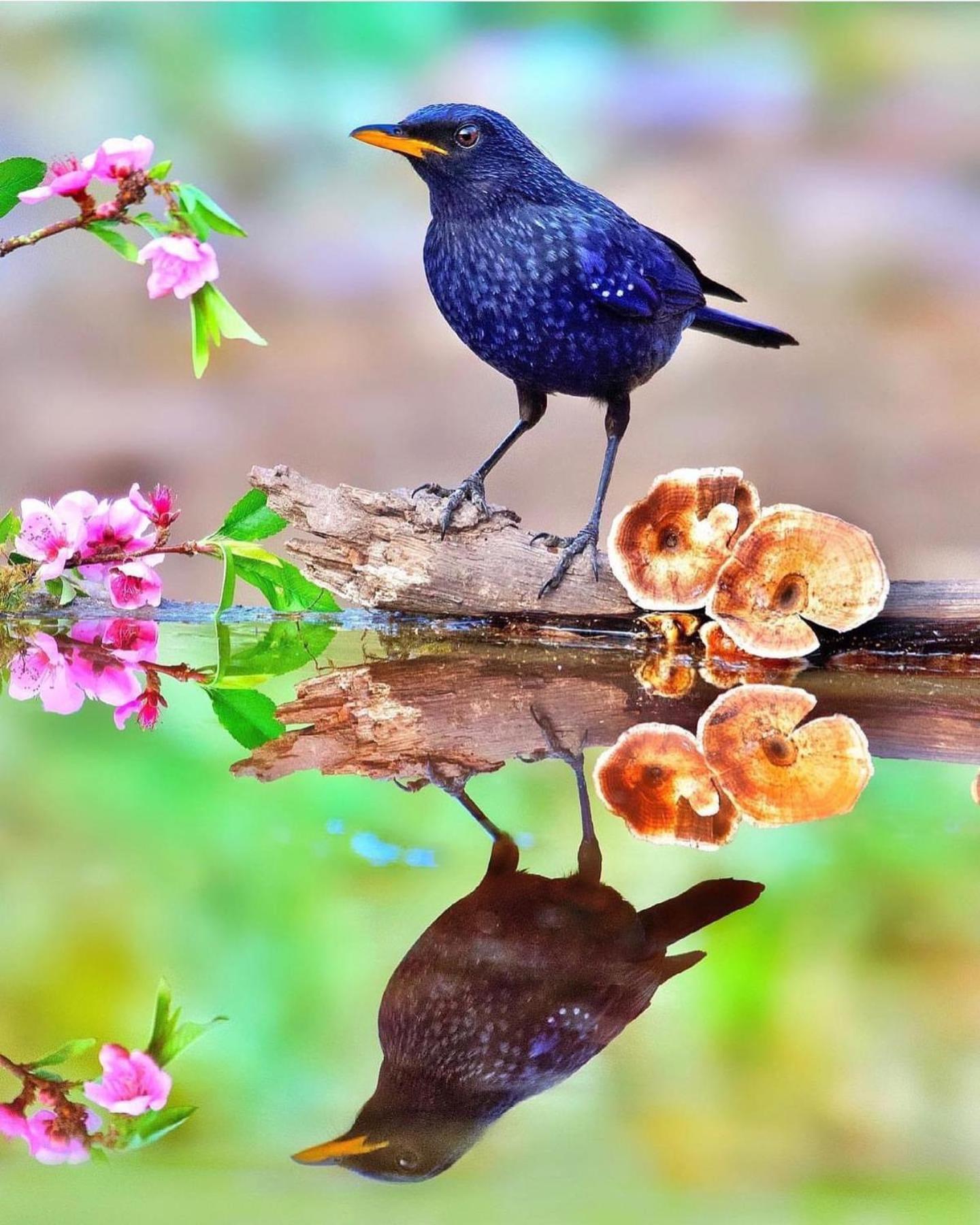 דירות Bhīm Tāl Incredible Birding Camp מראה חיצוני תמונה