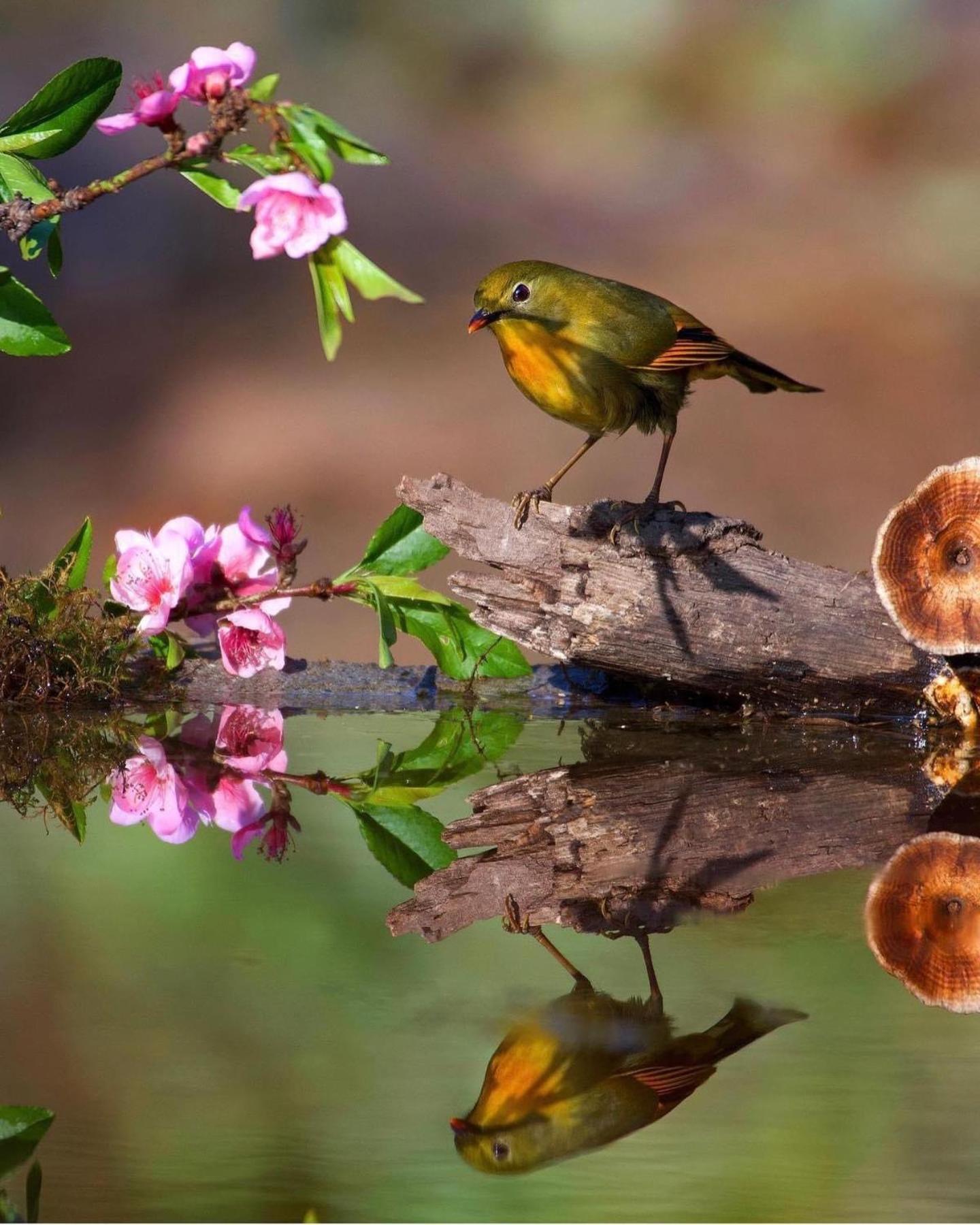 דירות Bhīm Tāl Incredible Birding Camp מראה חיצוני תמונה