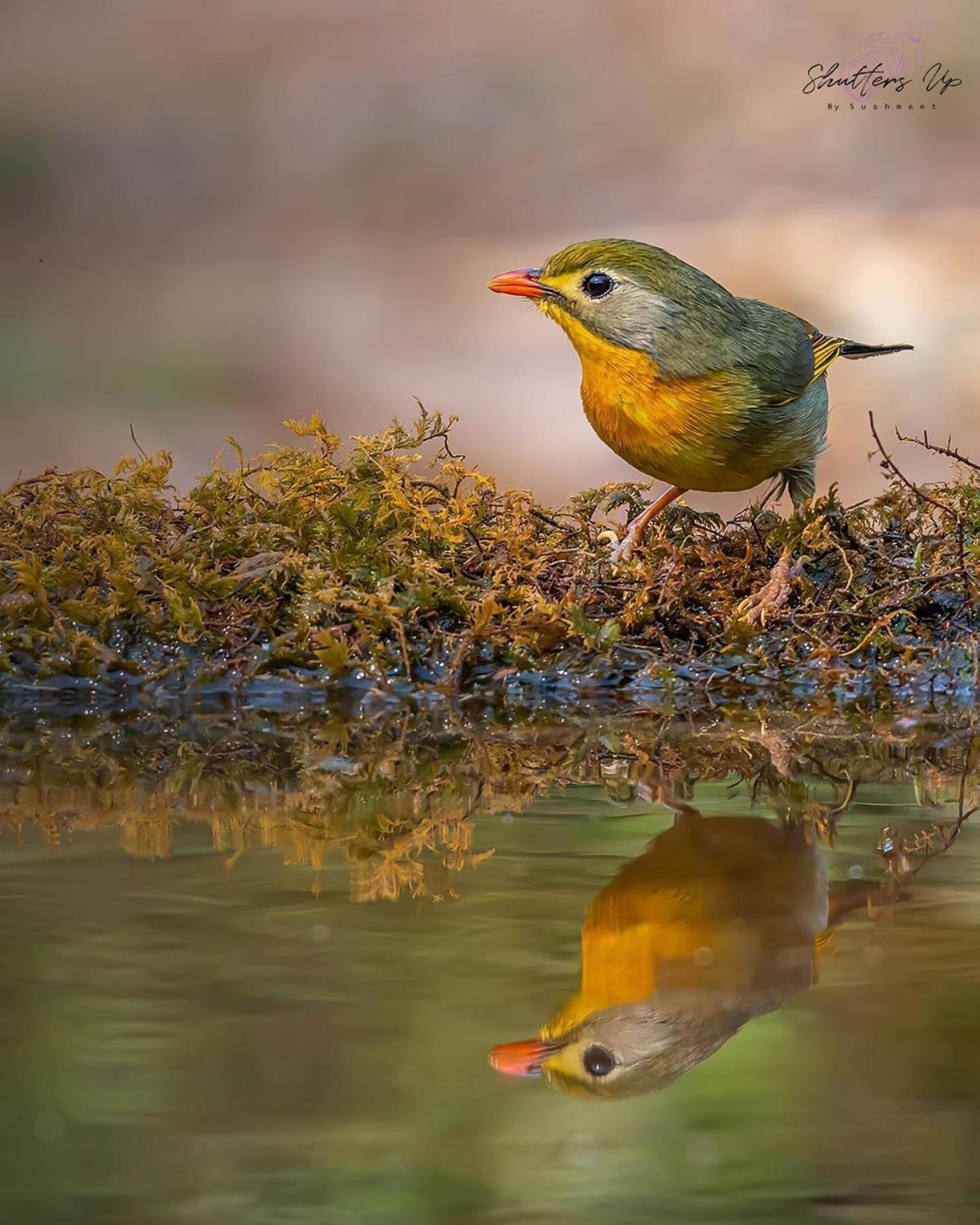דירות Bhīm Tāl Incredible Birding Camp מראה חיצוני תמונה