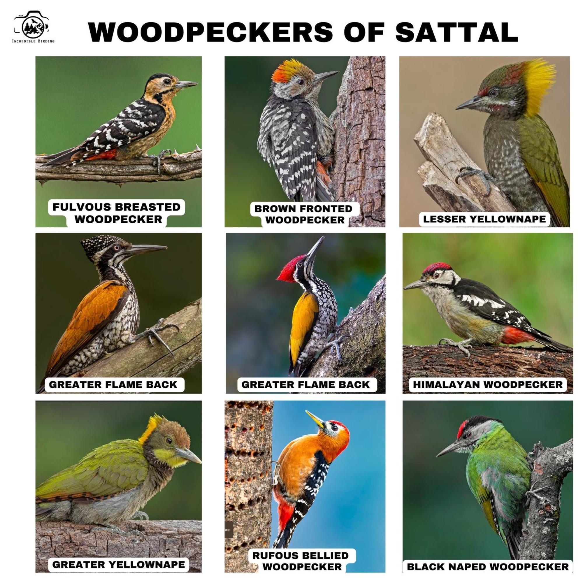 דירות Bhīm Tāl Incredible Birding Camp מראה חיצוני תמונה