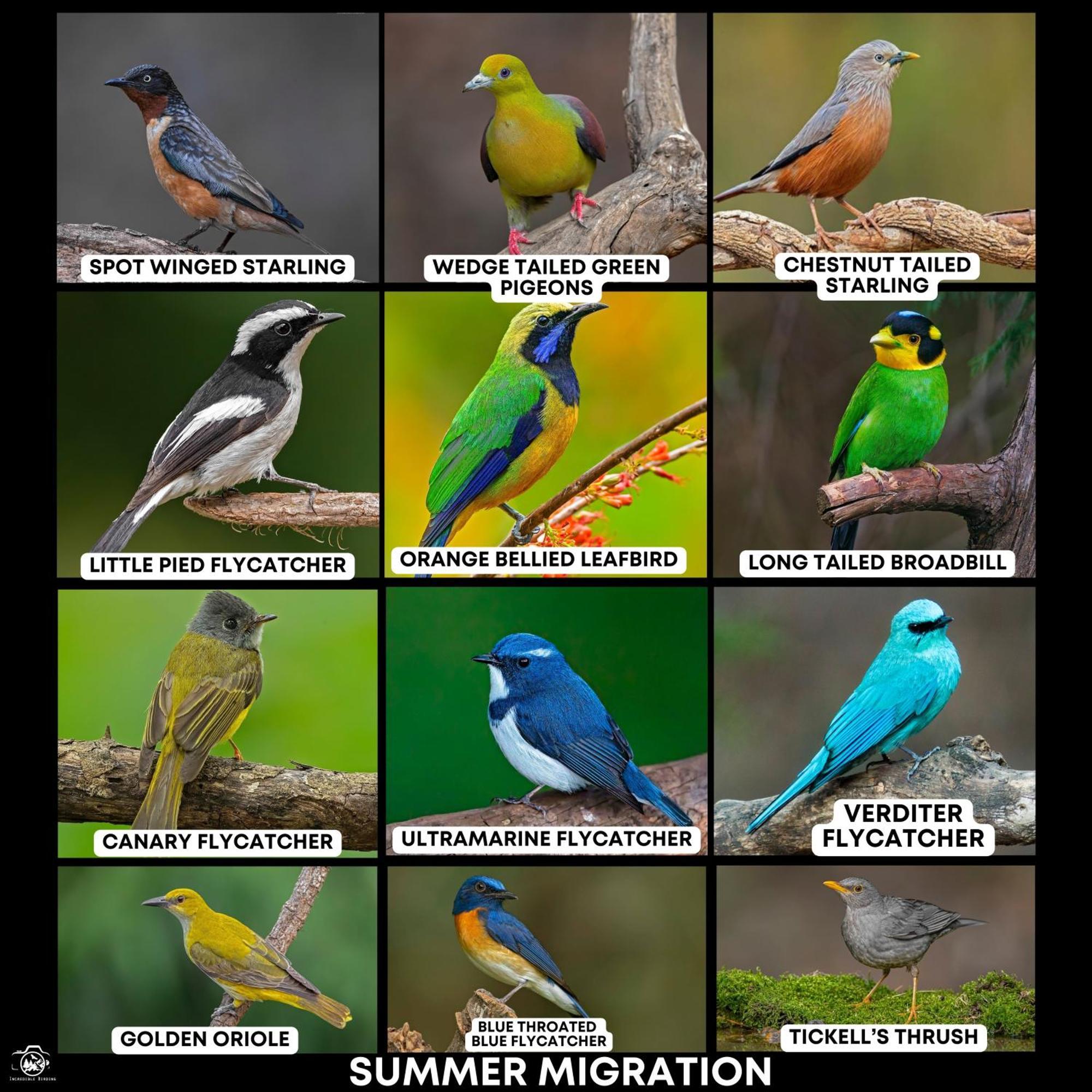 דירות Bhīm Tāl Incredible Birding Camp מראה חיצוני תמונה